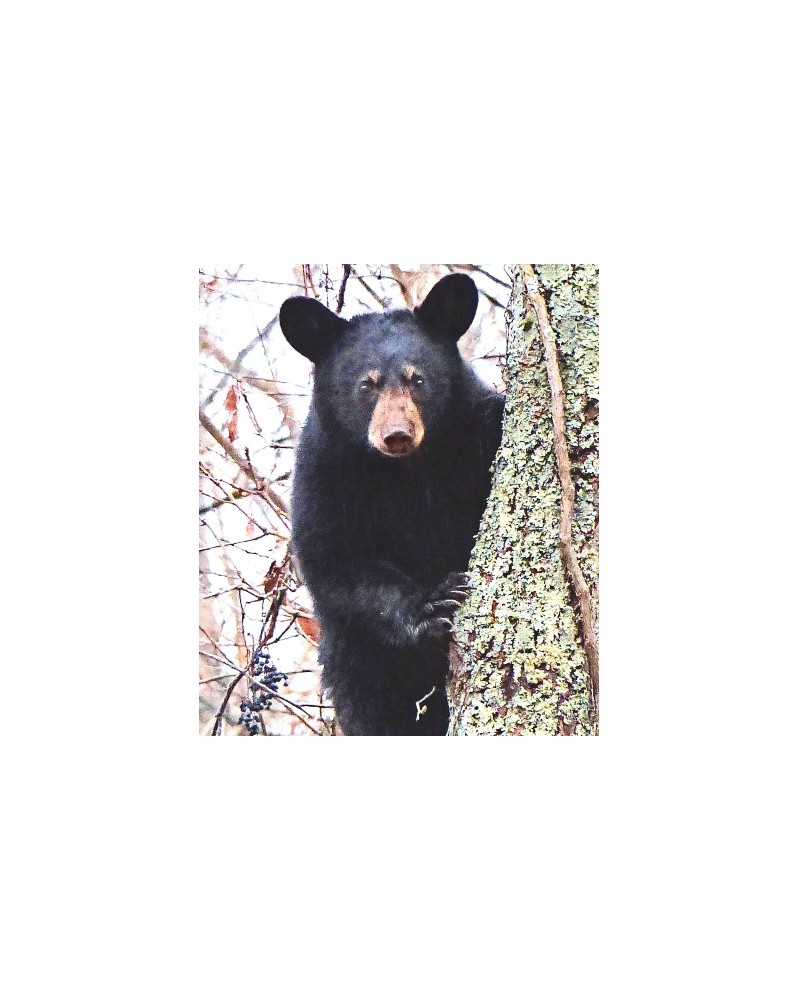 Bear - Ours