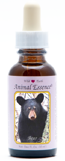 Bear - Ours