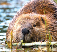 Beaver - Castor
