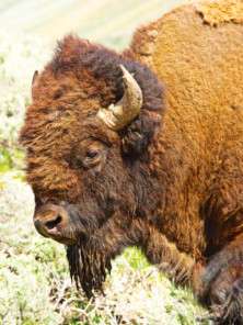 Buffalo - Buffle