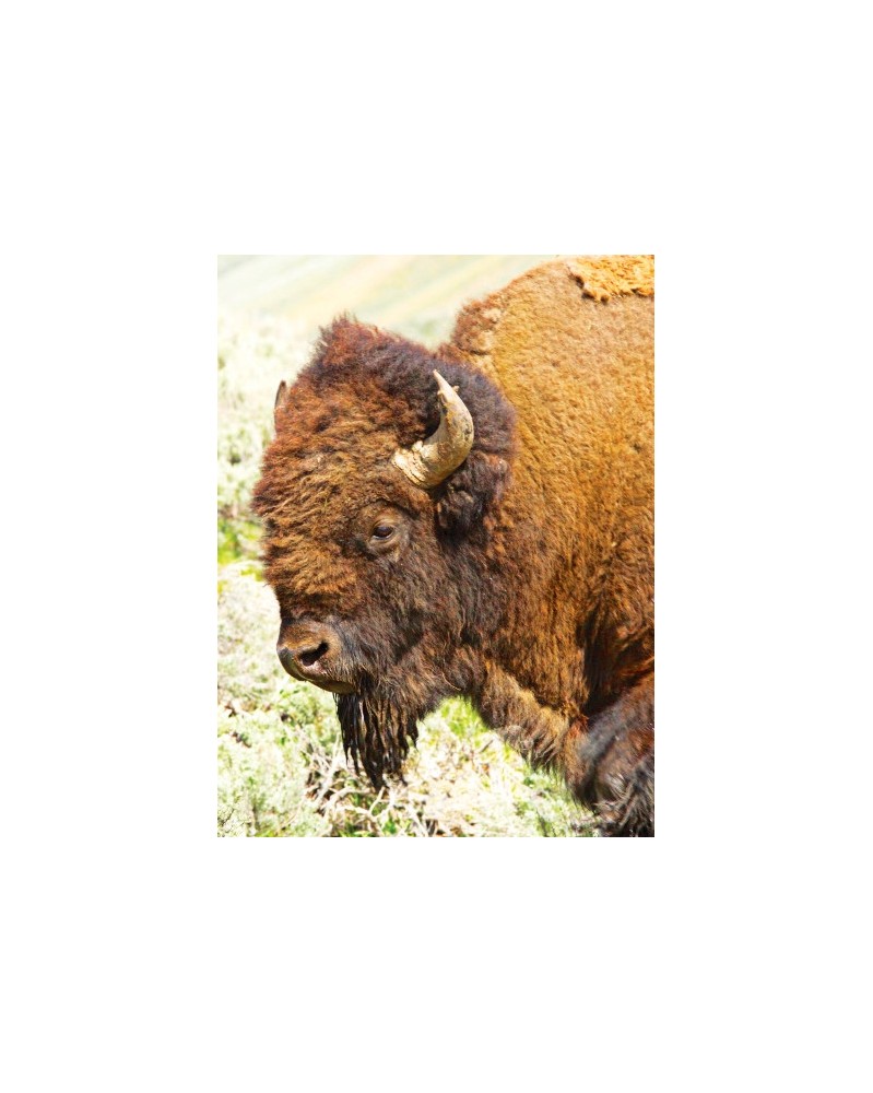 Buffalo