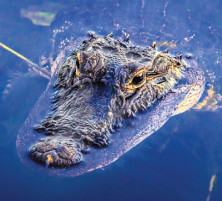 Alligator - r - Aligator