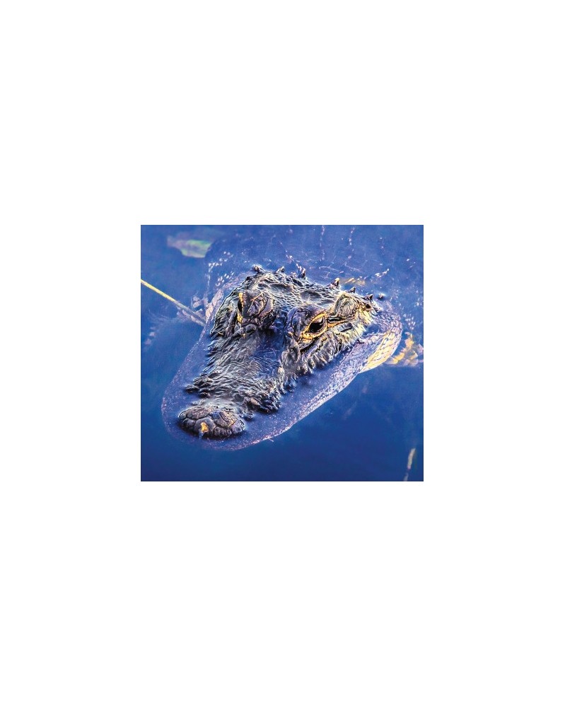 Alligator - r - Aligator