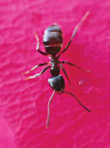 Ant - r - Fourmi