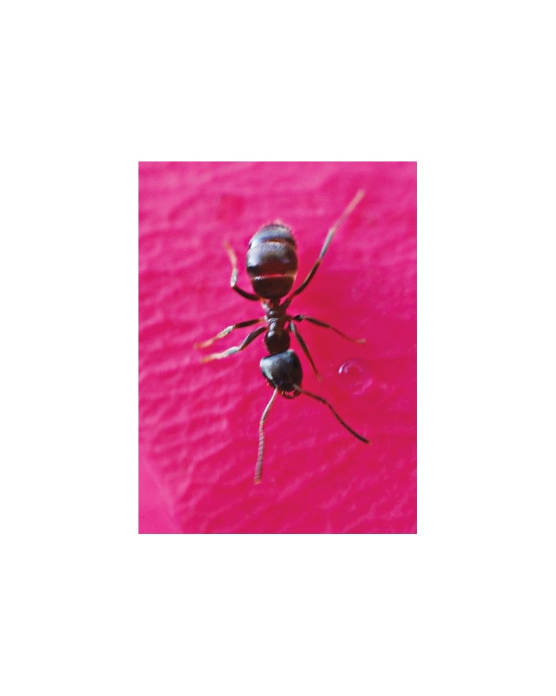 Ant - r - Fourmi