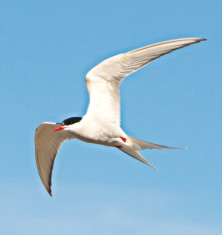 Arctic Tern - r - Sterne...