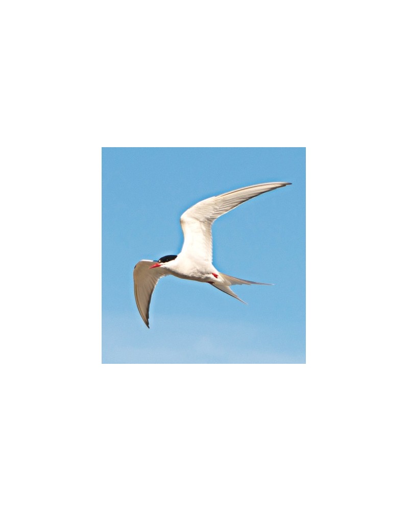 Arctic Tern - r - Sterne arctique