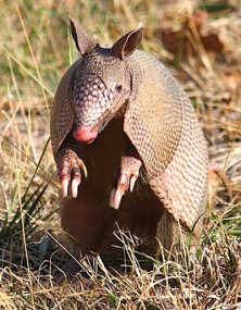 Armadillo - r - Tatou
