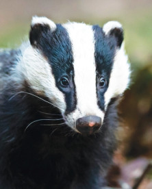 Badger - r - Blaireau