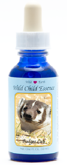 Badger Cub