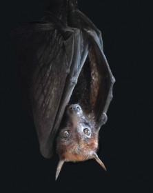 Bat - Chauve-souris