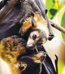 Bat Pup (chauve-souriceau)