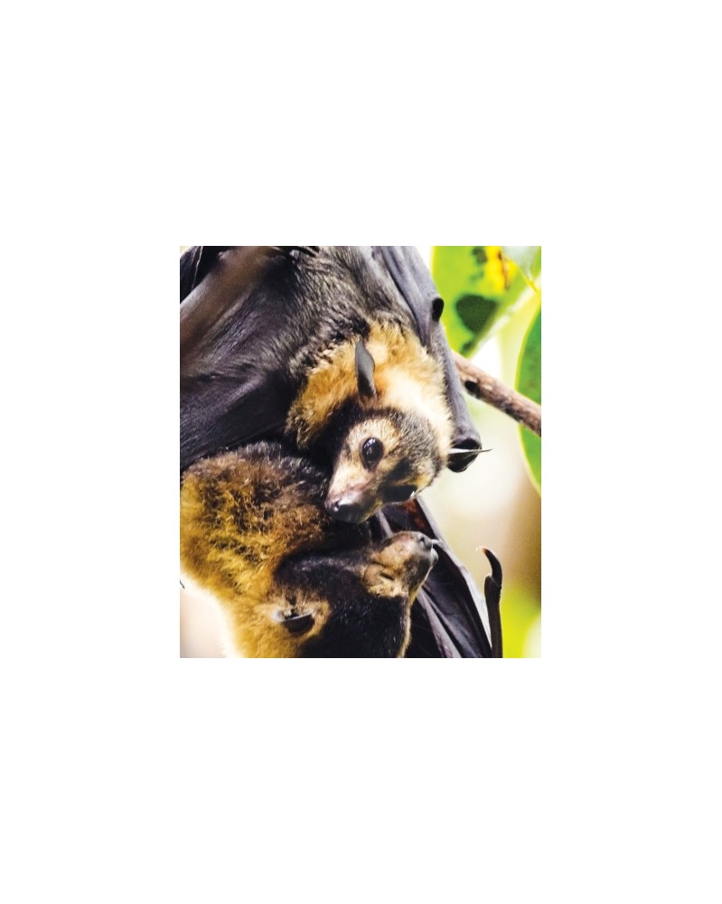 Bat Pup