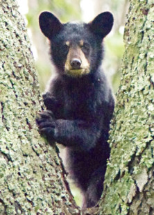 Bear Cub (ourson)