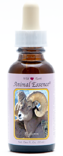Bighorn Sheep - r - Mouflon