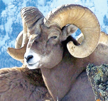 Bighorn Sheep - r - Mouflon