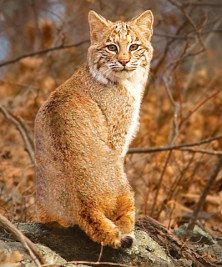 Bobcat - r - Chat Sauvage