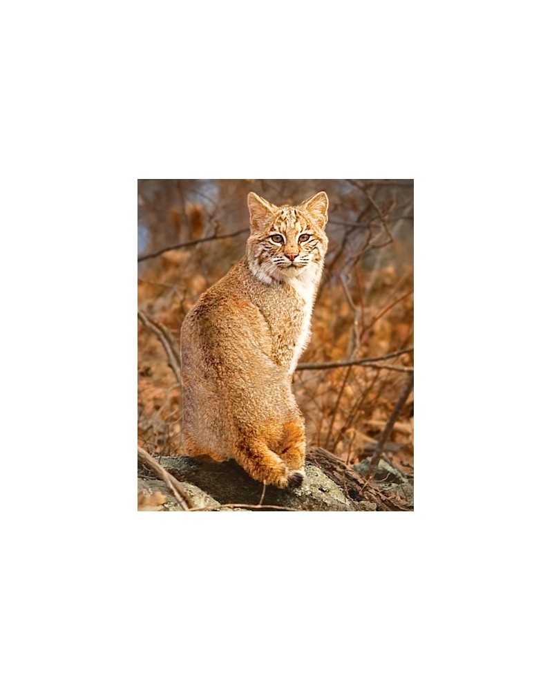 Bobcat