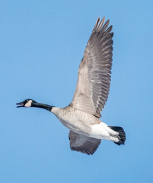 Canada Goose - Oie du Canada