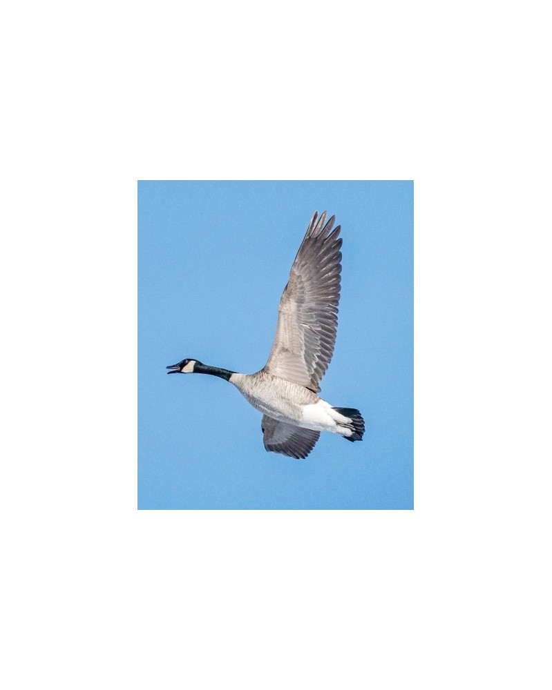 Canada Goose