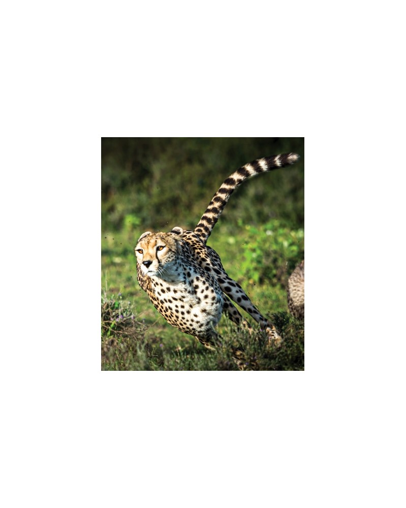 Cheetah