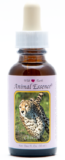 Cheetah