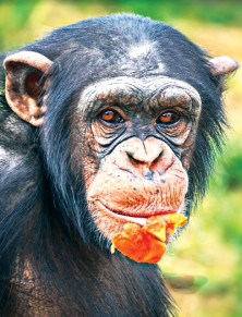 Chimpanzee - Chimpanzé
