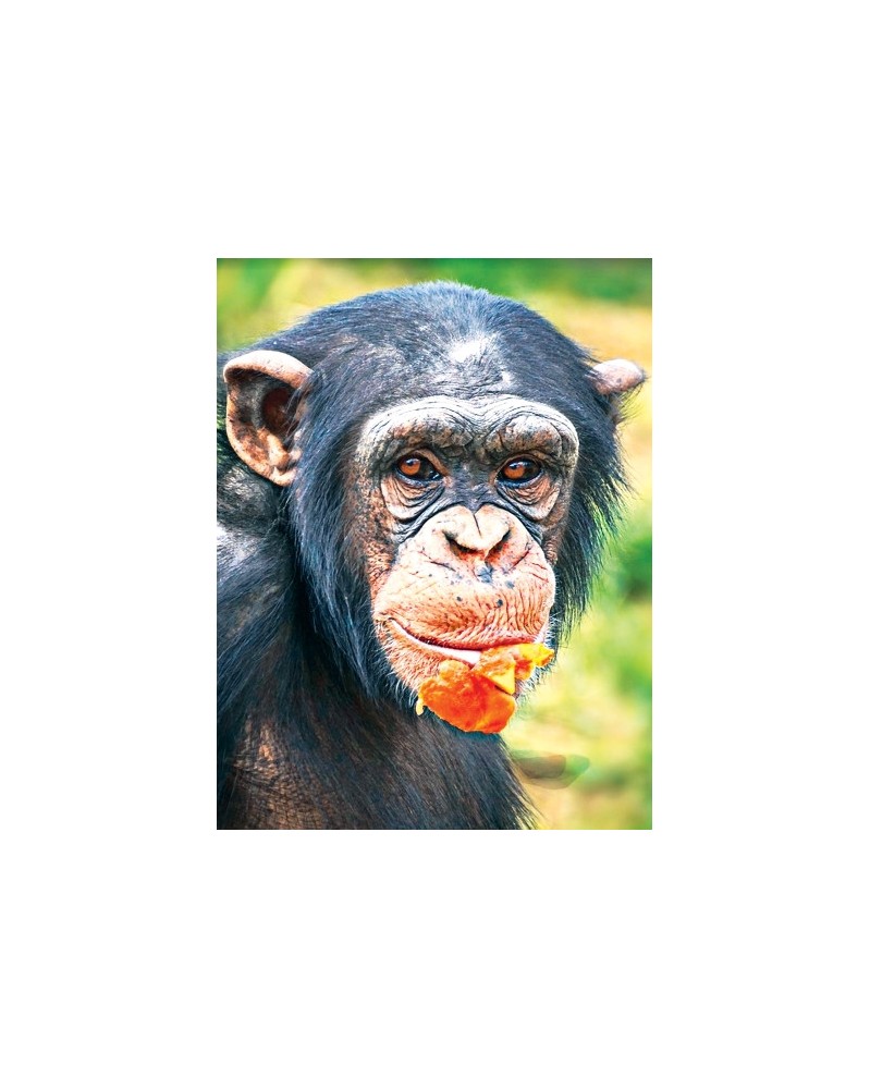 Chimpanzee - Chimpanzé