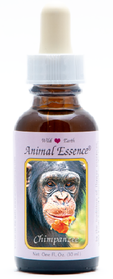 Chimpanzee - Chimpanzé