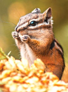 Chipmunk - r - Tamia Rayé