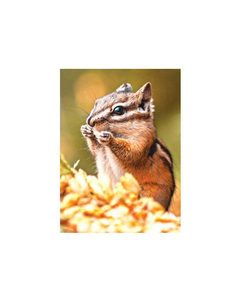 Chipmunk - r - Tamia Rayé