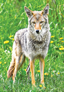 Coyote - r -