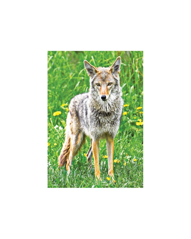 Coyote
