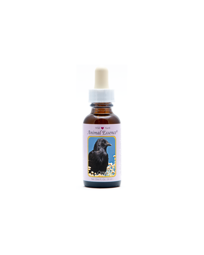 Crow -Corneille