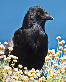 Crow -Corneille