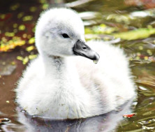 Cygnet  -Baby Swan (cygnon)