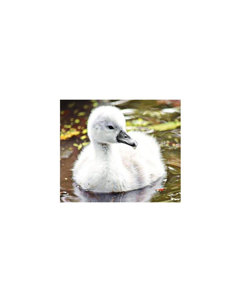 Cygnet (Baby Swan)