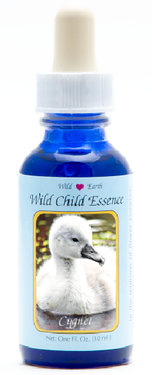 Cygnet (Baby Swan)