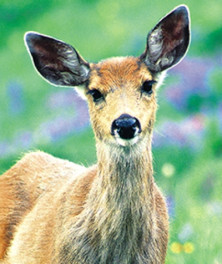 Deer - Daim