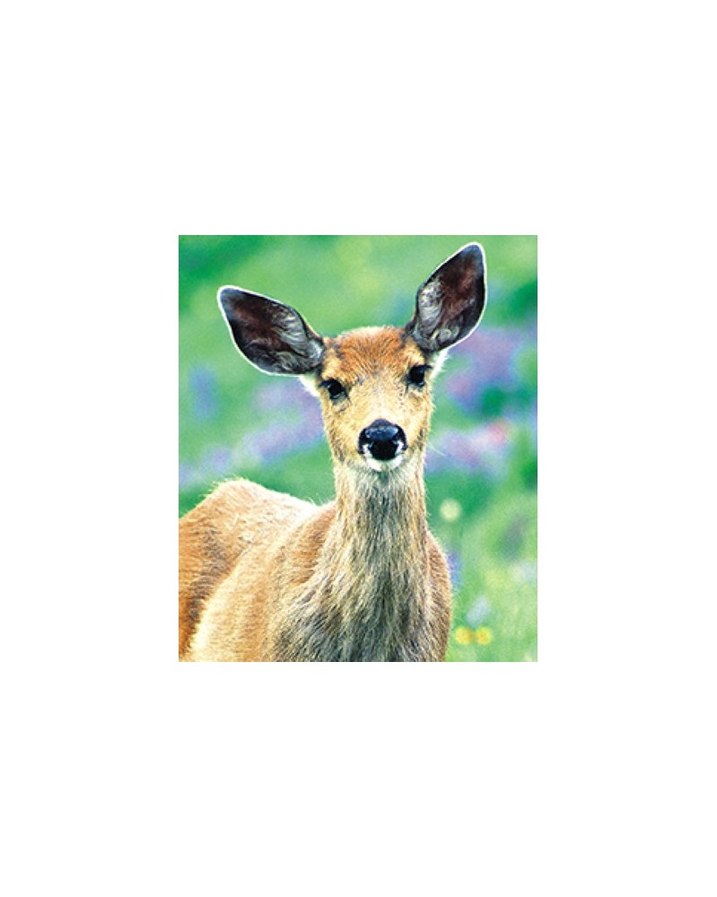 Deer - Daim