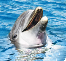 Dolphin - Dauphin