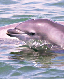 Dolphin Calf (delphineau)
