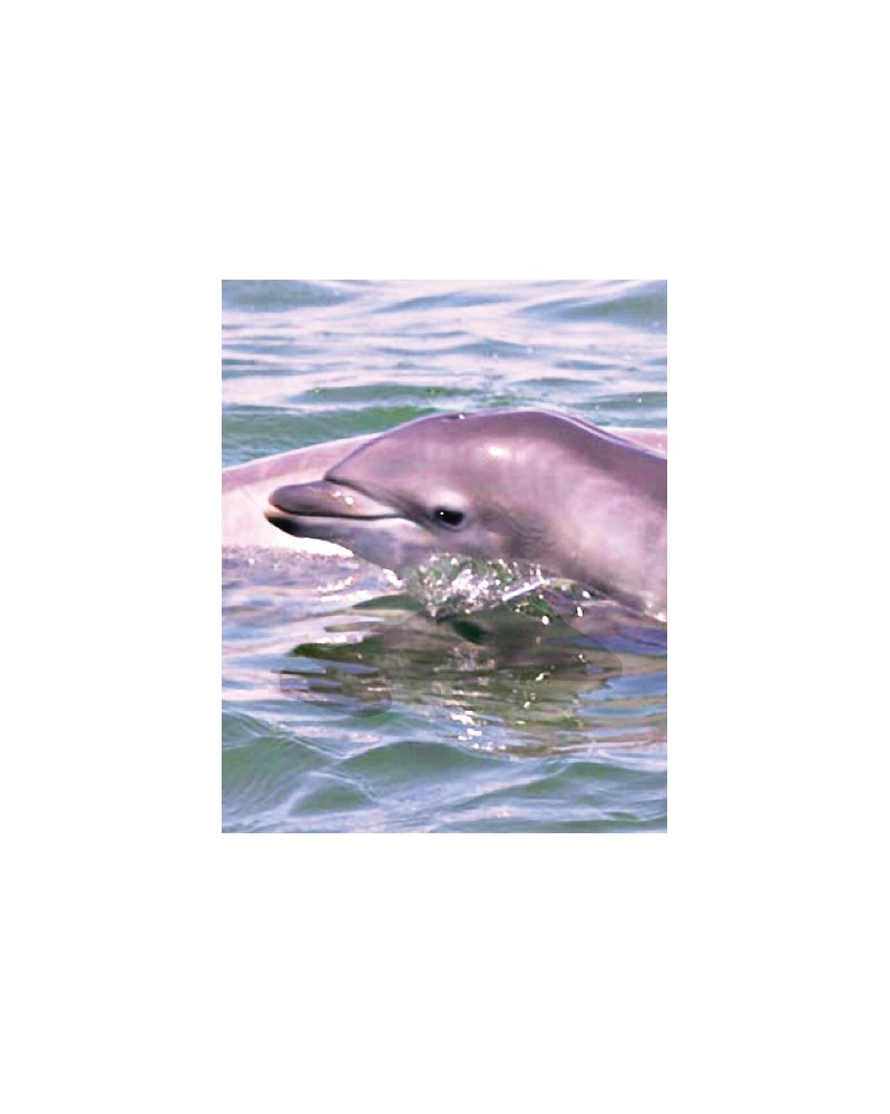 Dolphin Calf