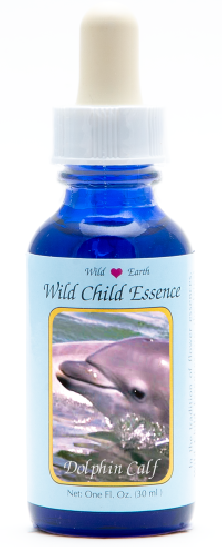Dolphin Calf