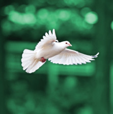 Dove - Colombe