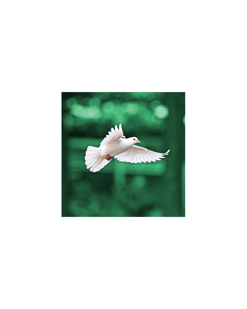 Dove - Colombe