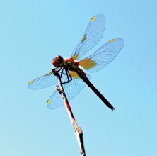 Dragonfly - Libellule