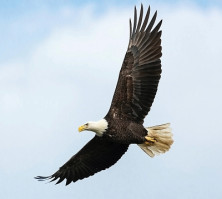Eagle - Aigle