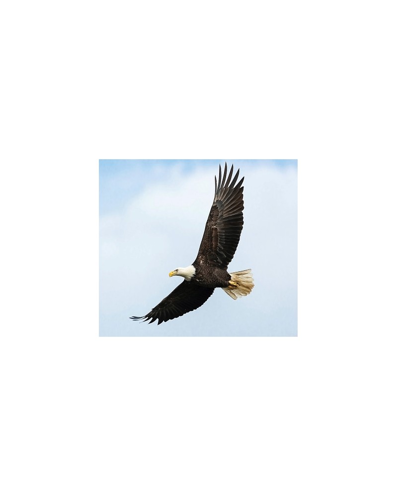 Eagle - Aigle