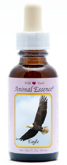 Eagle - Aigle